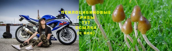 шишки Алзамай